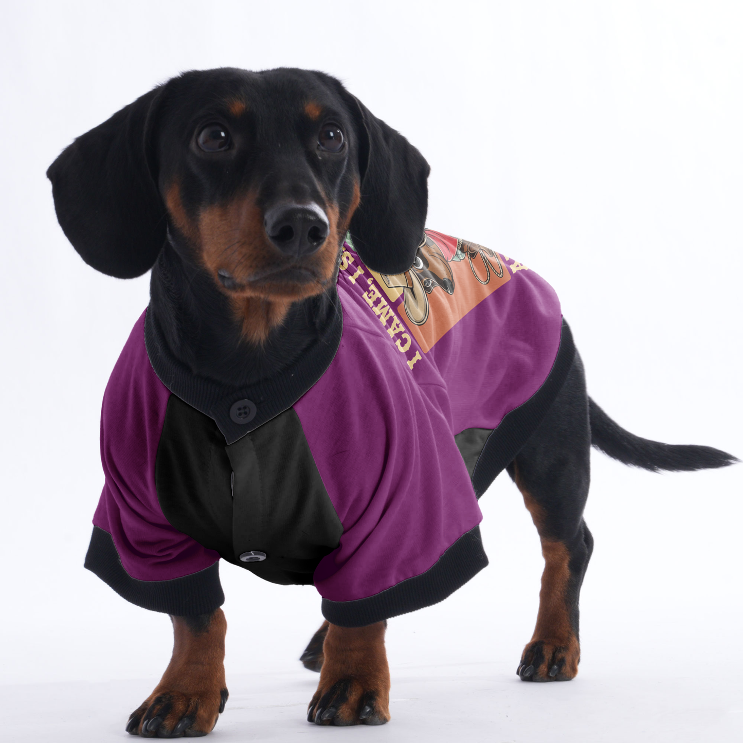 Rosie - Jacket for Dachshunds