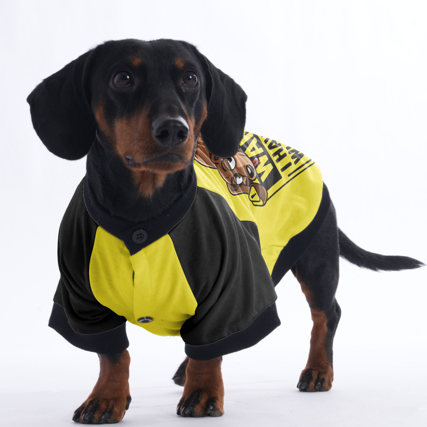 Frankie - Jacket for Dachshunds