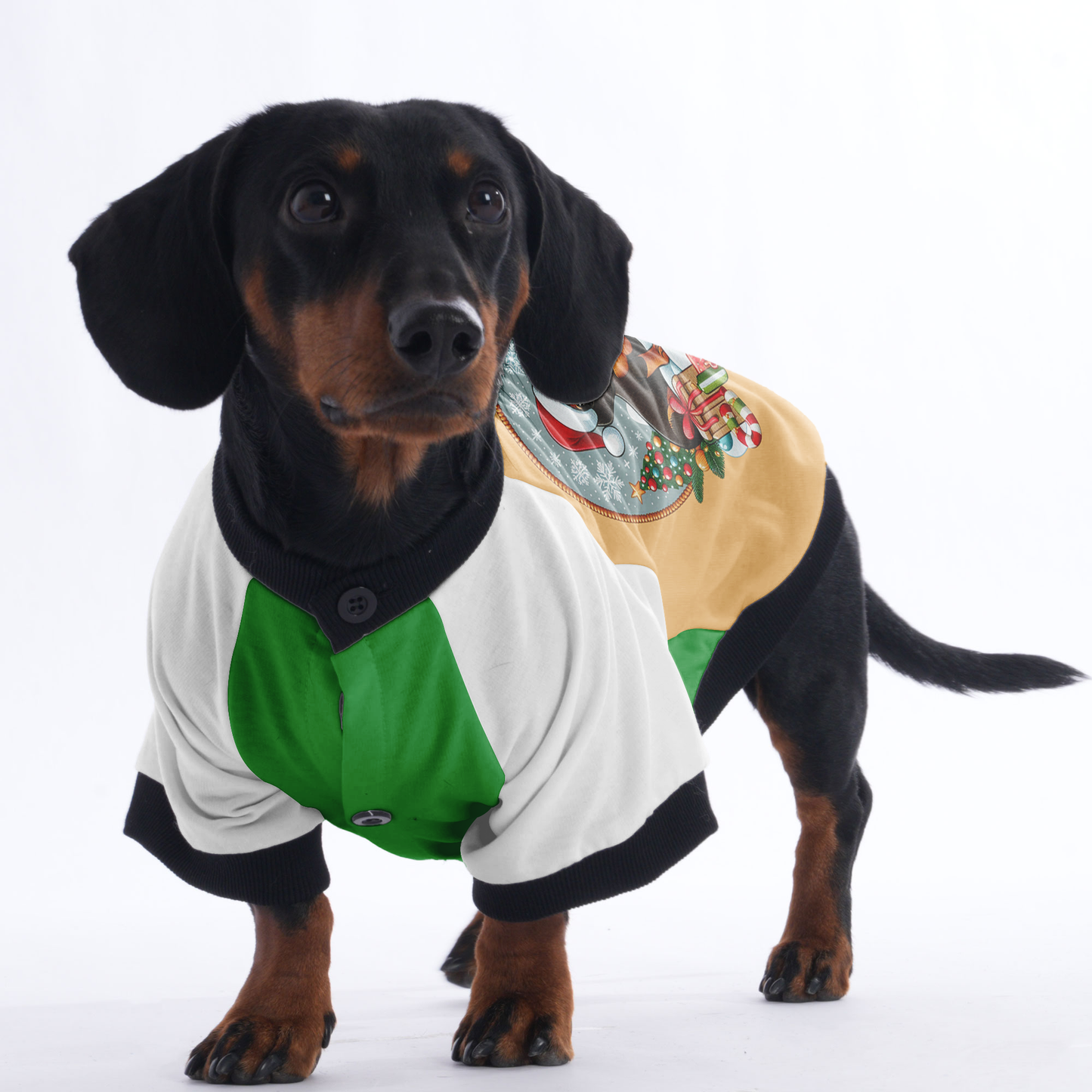 Coco - Jacket for Dachshunds