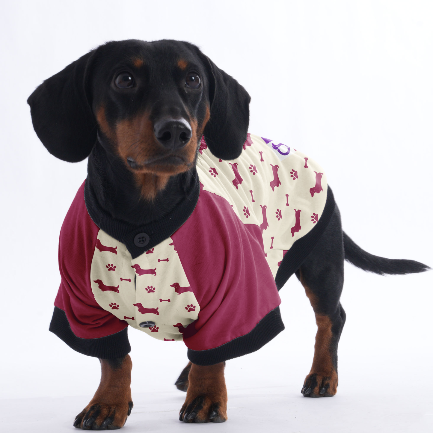 Lulu - Jacket for Dachshunds