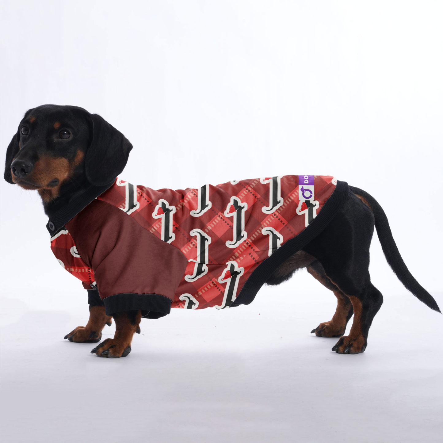 Gus - Jacket for Dachshunds