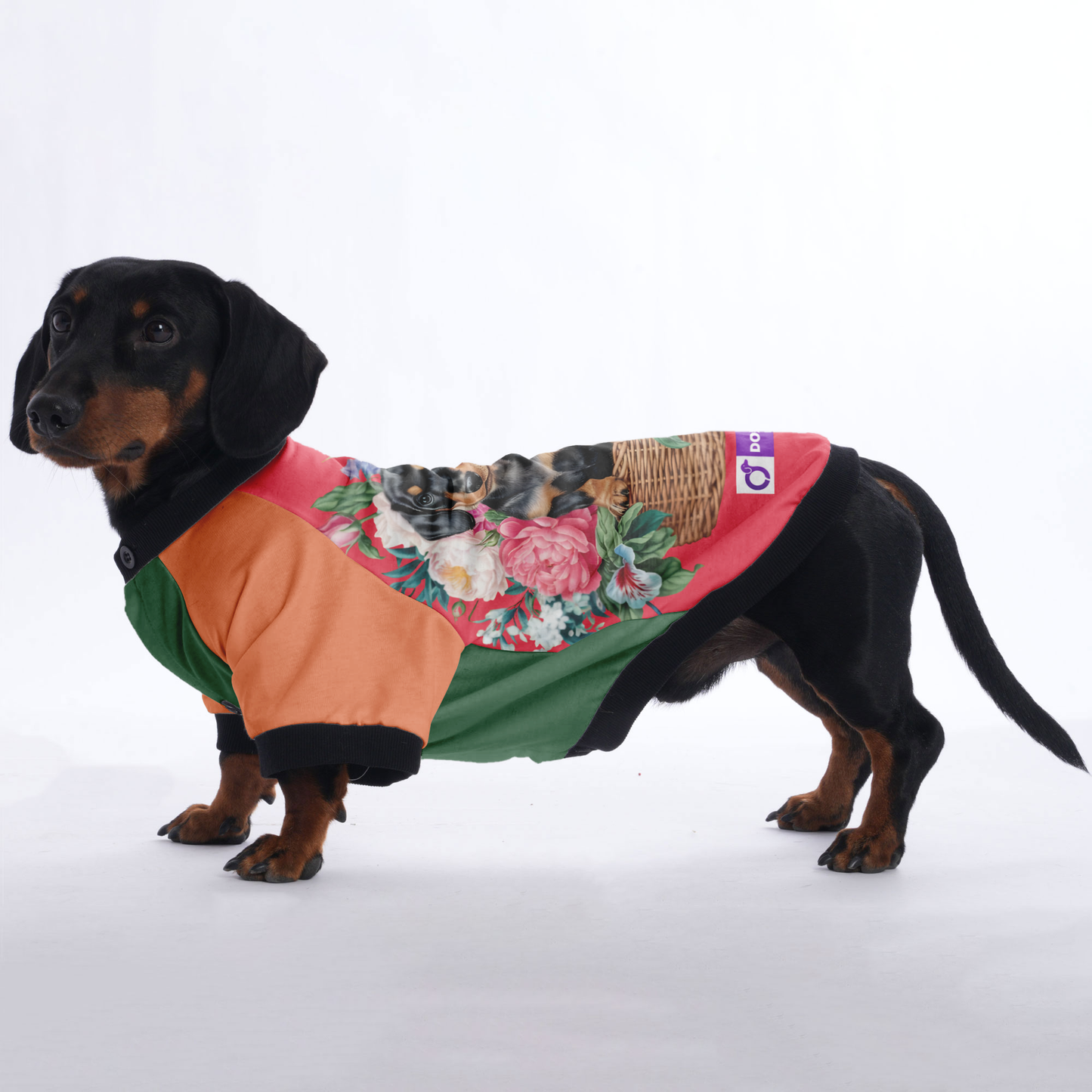 Alan  - Jacket for Dachshunds