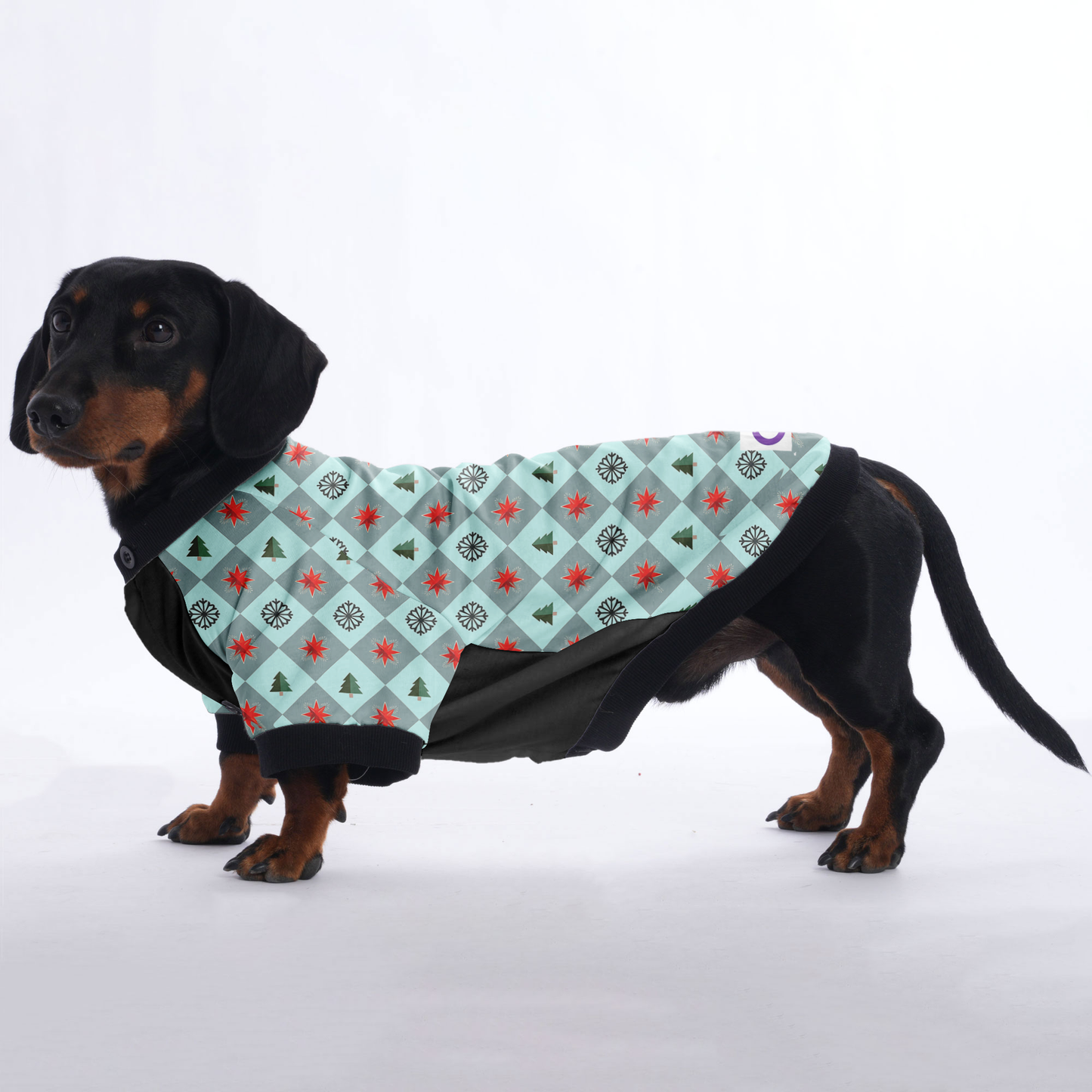 Rocky - Jacket for Dachshunds