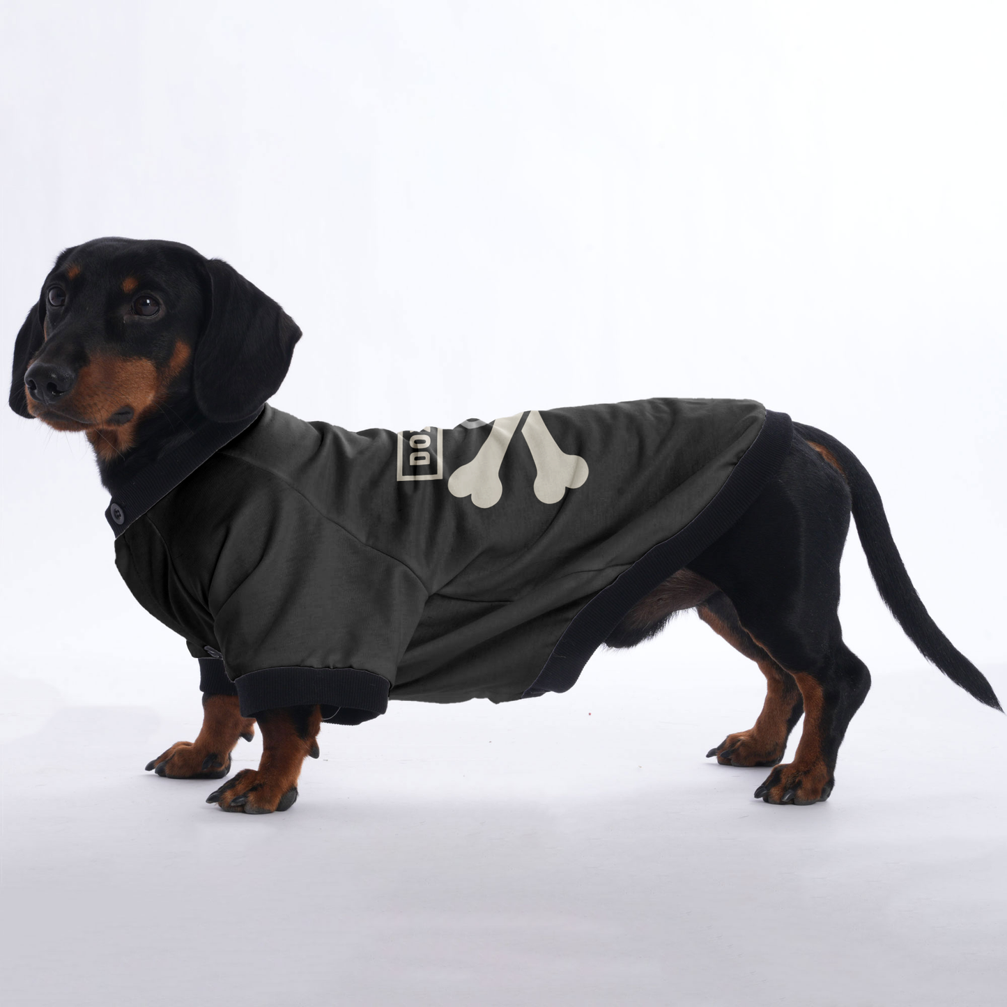 Bear - Jacket for Dachshunds