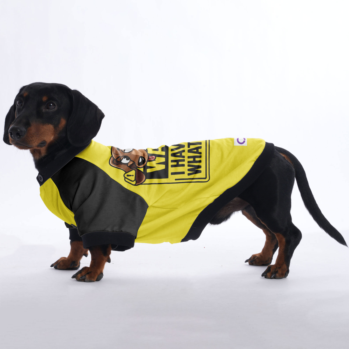 Frankie - Jacket for Dachshunds