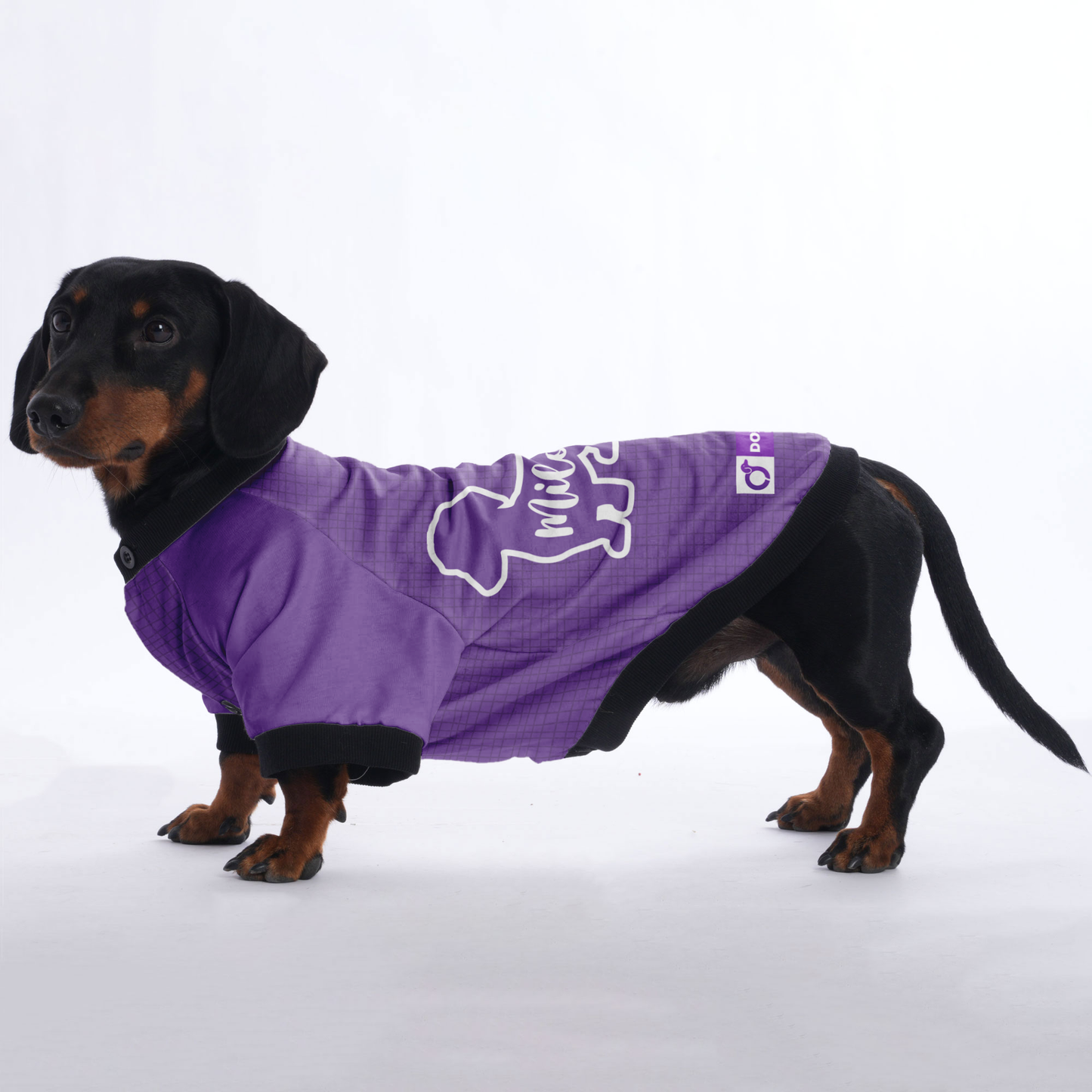 Custom Jacket for Dachshunds Featuring Your dachshund's Name