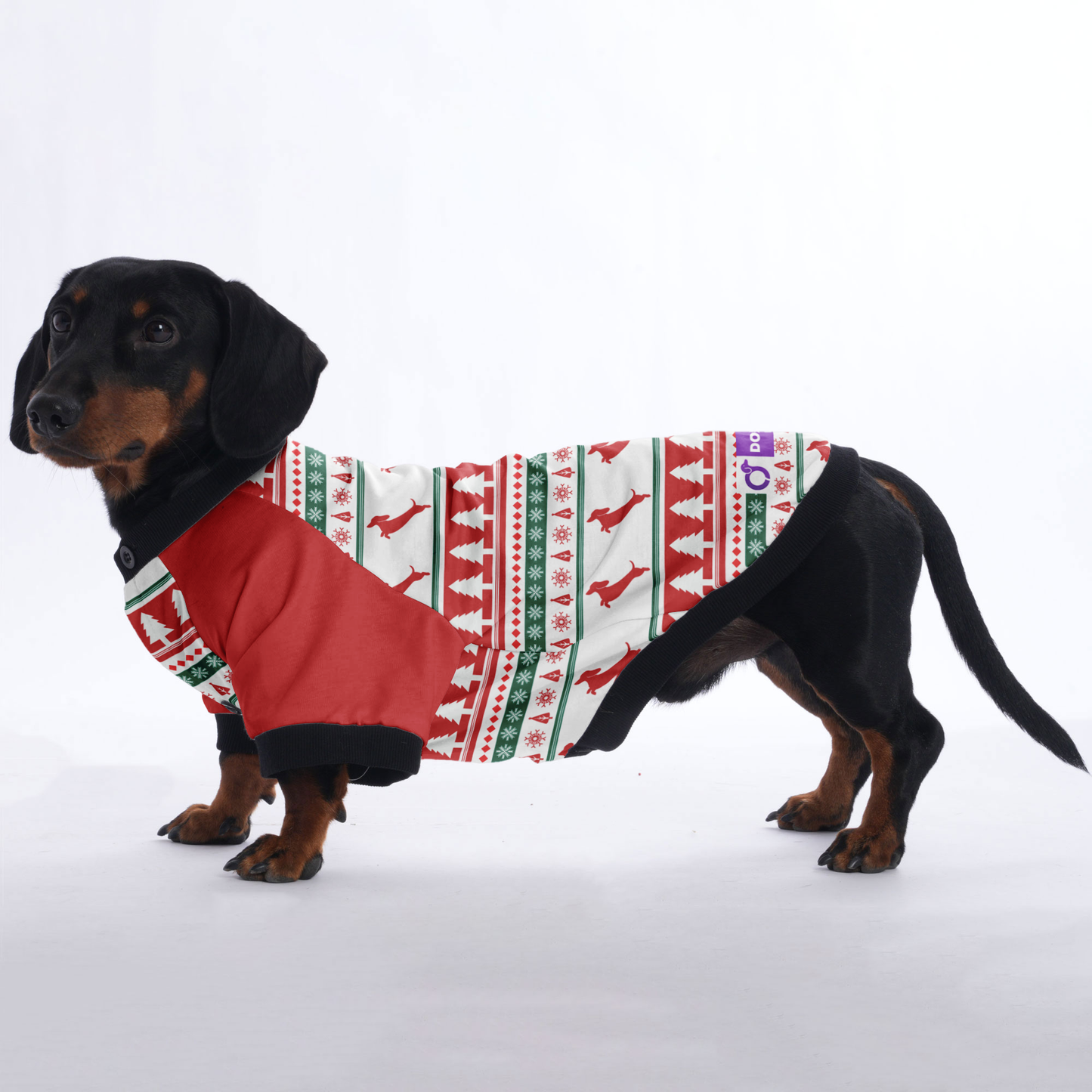 Tyler - Jacket for Dachshunds