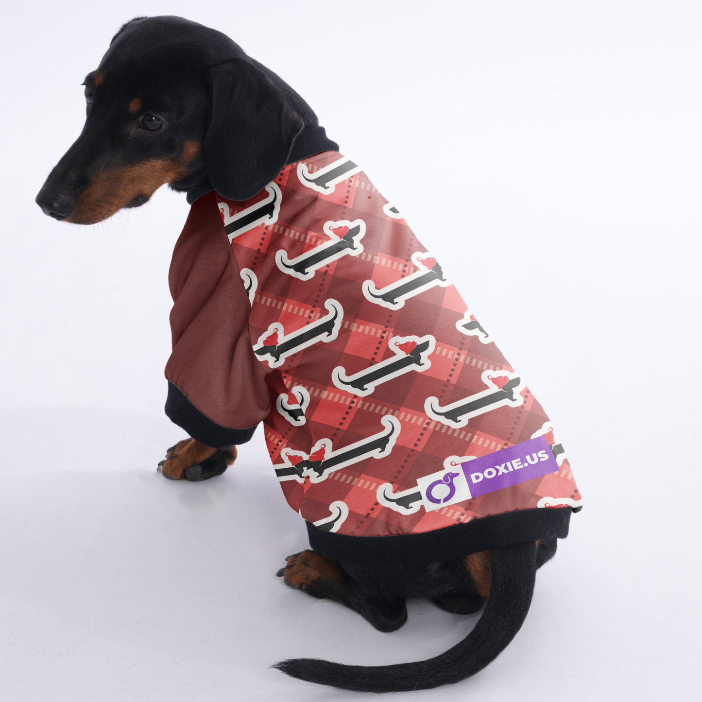 Gus - Jacket for Dachshunds