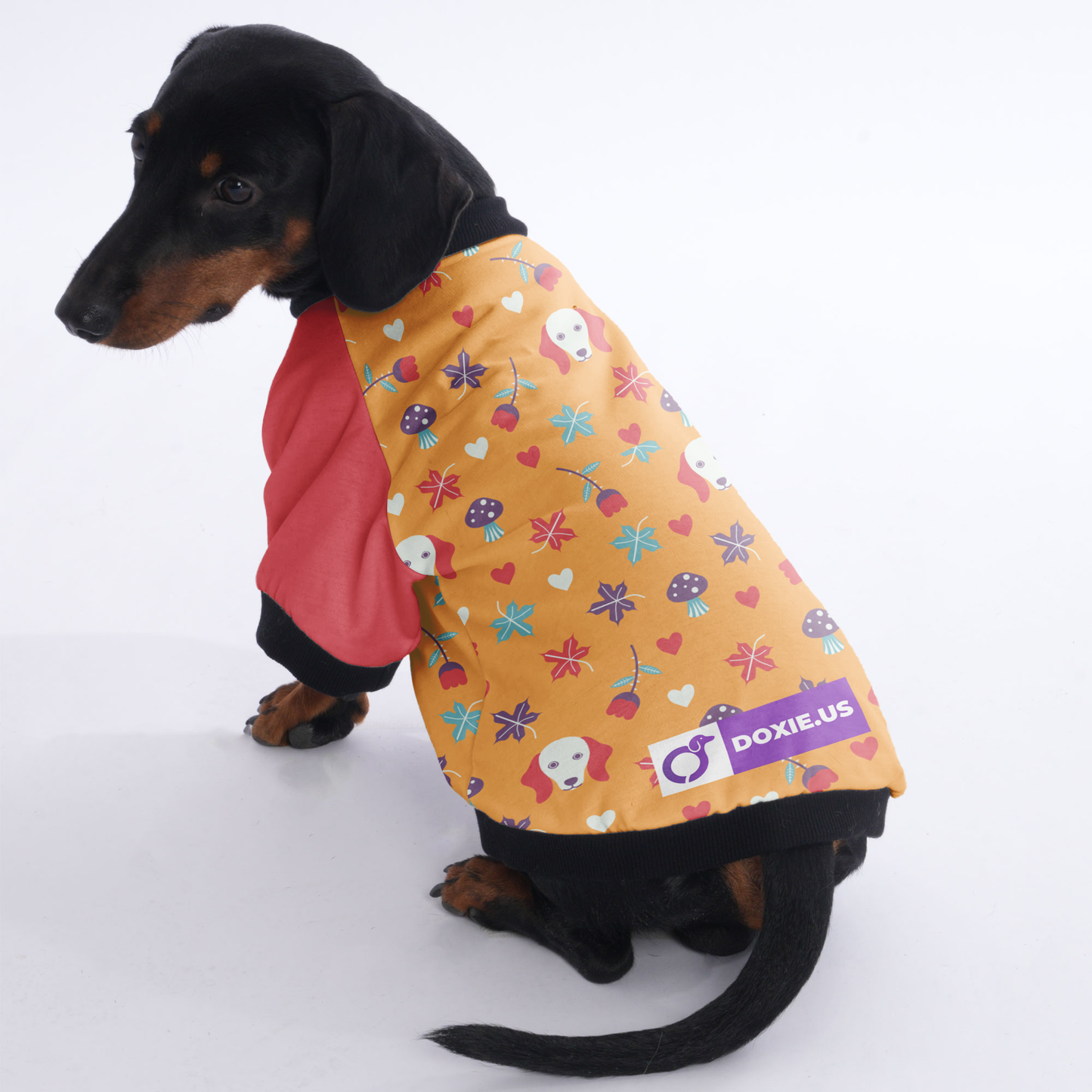 Carmen - Jacket for Dachshunds