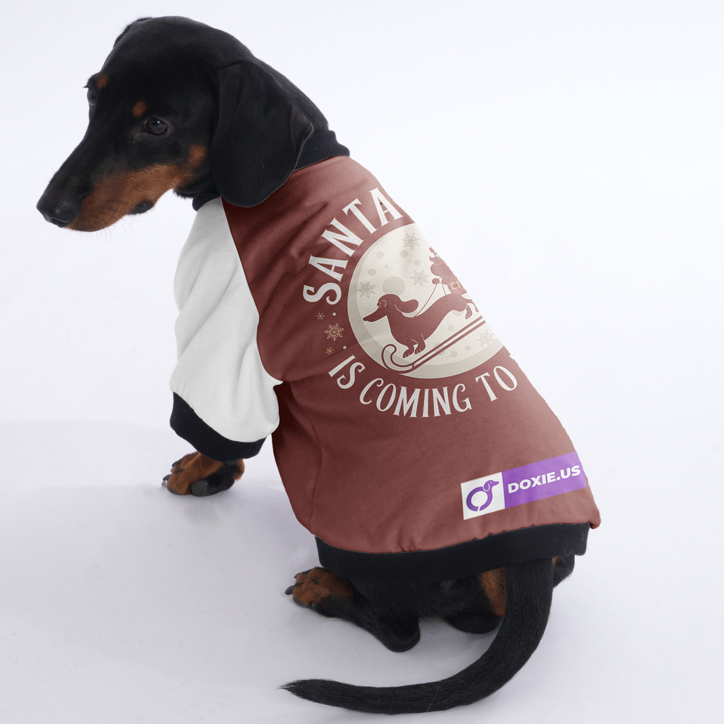 Charlie - Jacket for Dachshunds