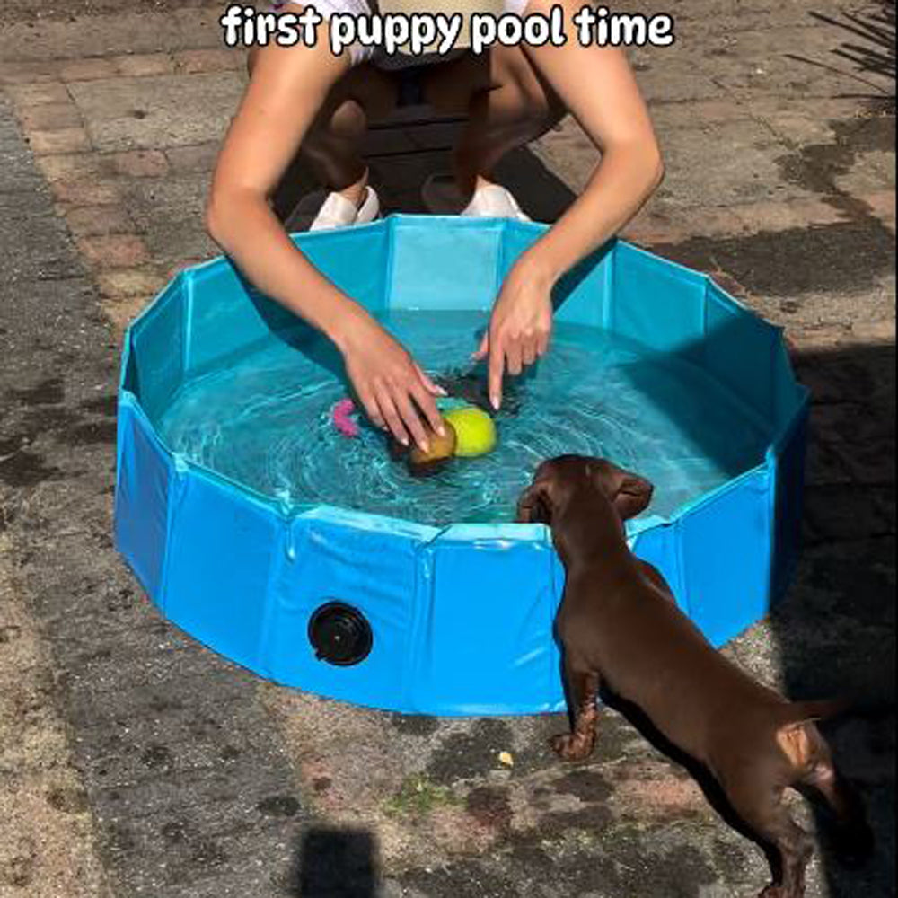 DoxieDip-Foldable-Swimming-Pool-for-Dachshund-www.doxie.us