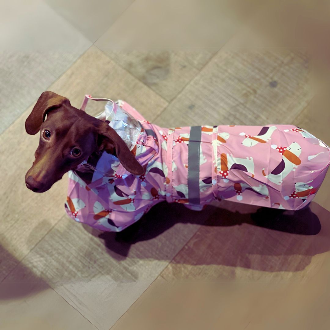 www.doxie.us-BarkSafe-Dachshund-Raincoat-with-Reflective-Strips