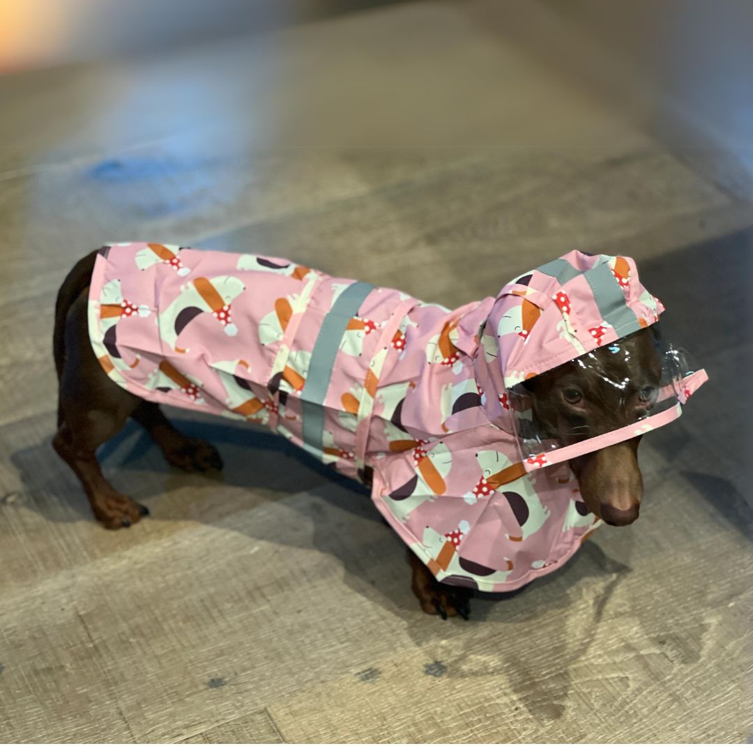 www.doxie.us-BarkSafe-Dachshund-Raincoat-with-Reflective-Strips