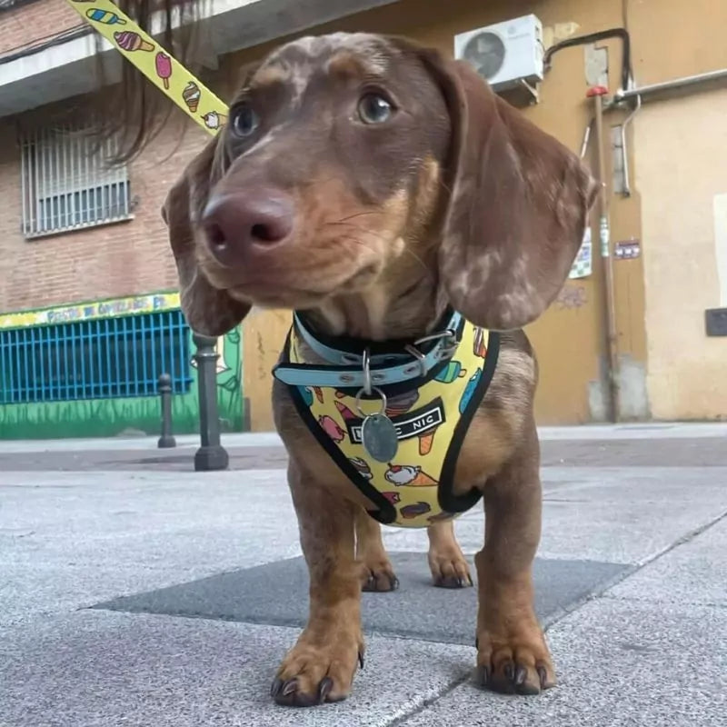 www.doxie.us-BarkSwirl-Dachshund-Ice-Cream-Harness-and-Leash