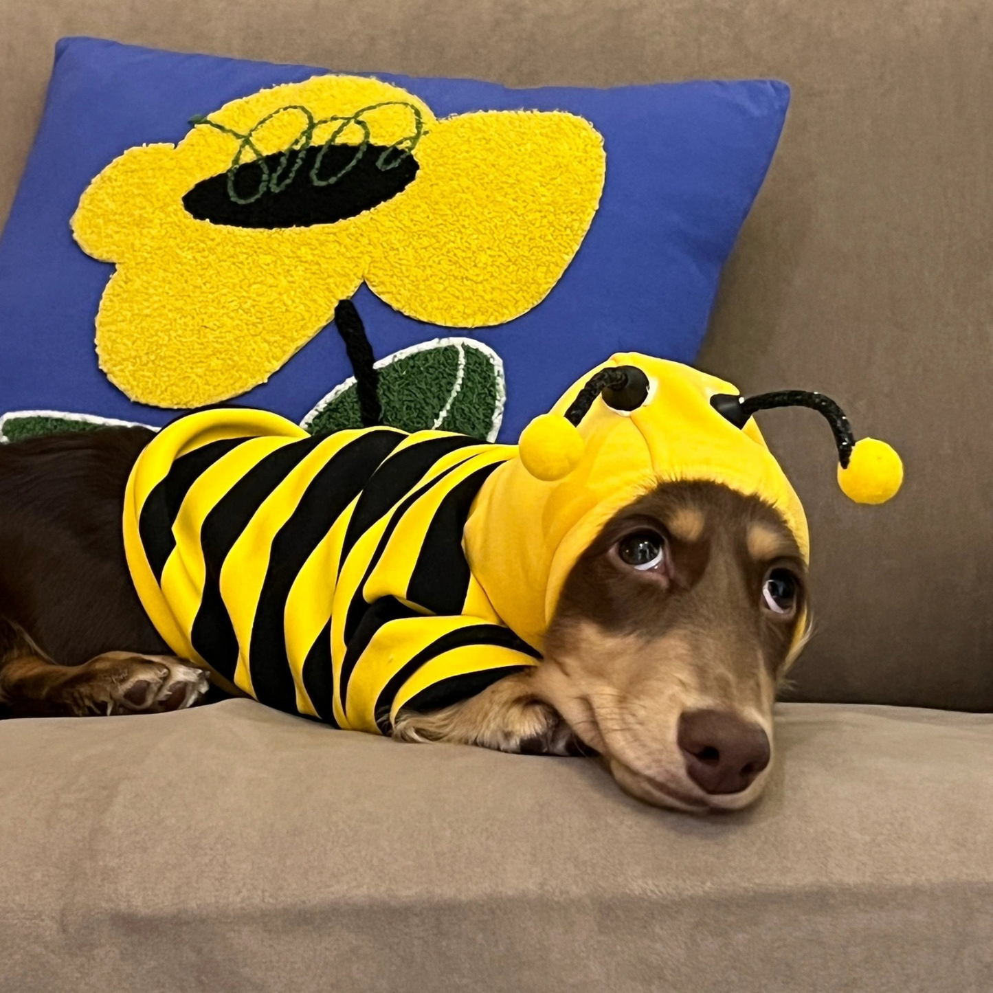 www.doxie.us-Dachshund-Bee-Costume-Doxie-Hooded-Sweatshirt