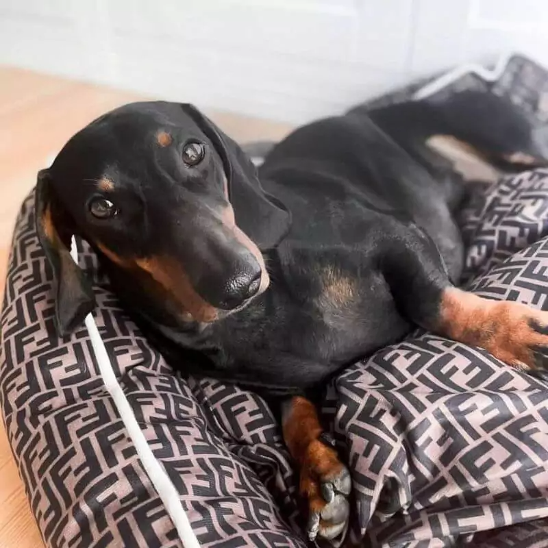 www.doxie.us-Dachshund-Fendi-Bed