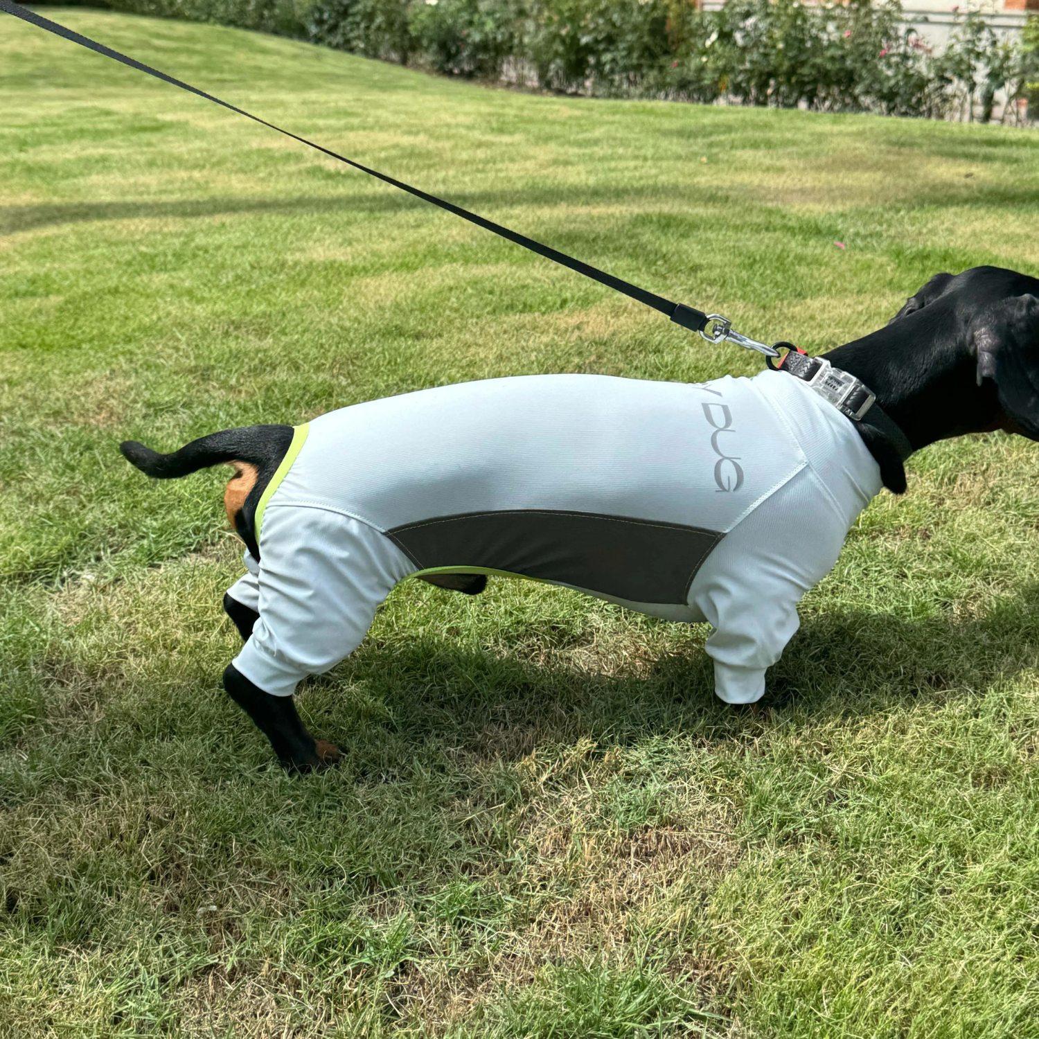 www.doxie.us-Dachshund-Full-Body-Jumpsuit-with-UV-Shield