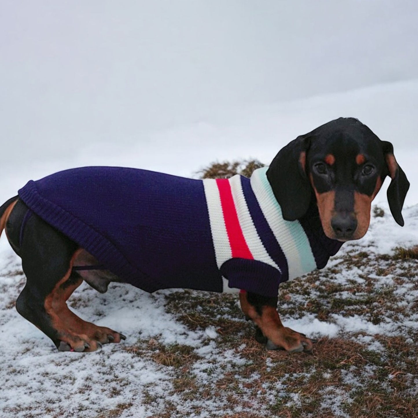 www.doxie.us-Festive-Dachshund-Christmas-Sweater