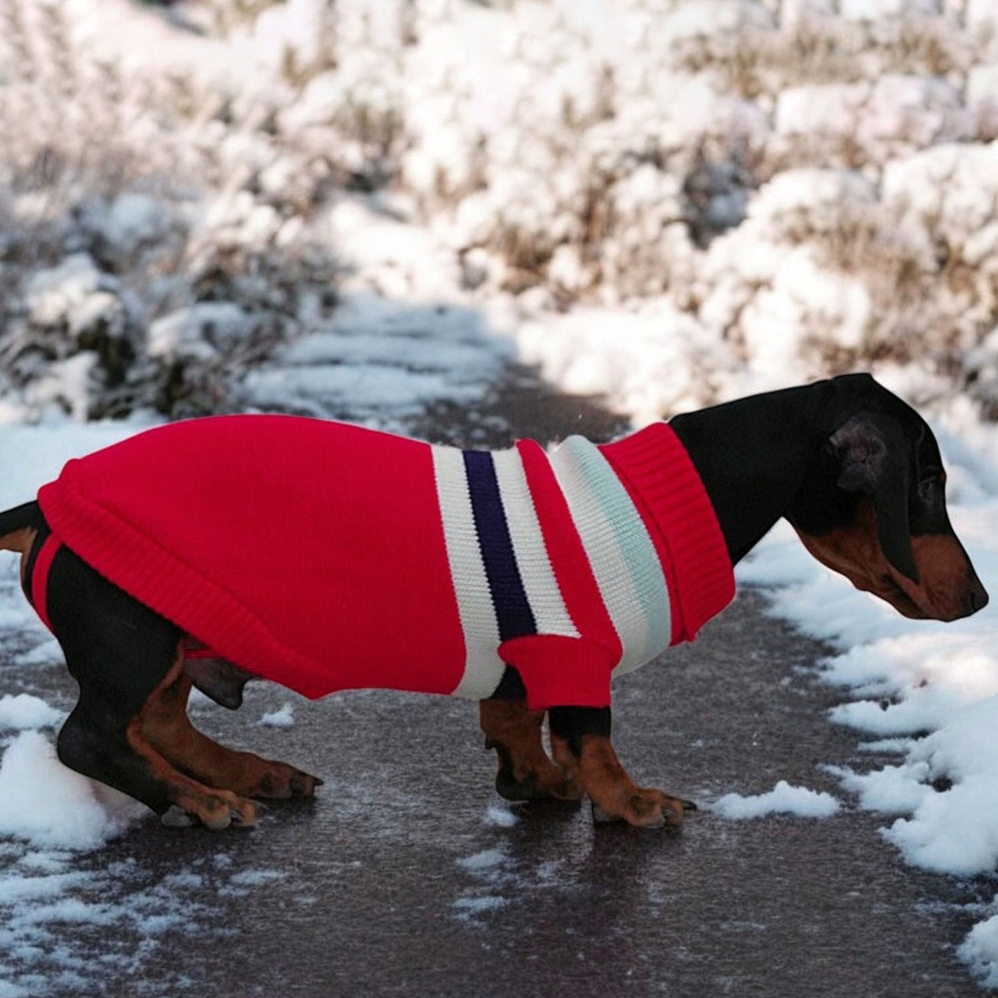 www.doxie.us-Festive-Dachshund-Christmas-Sweater