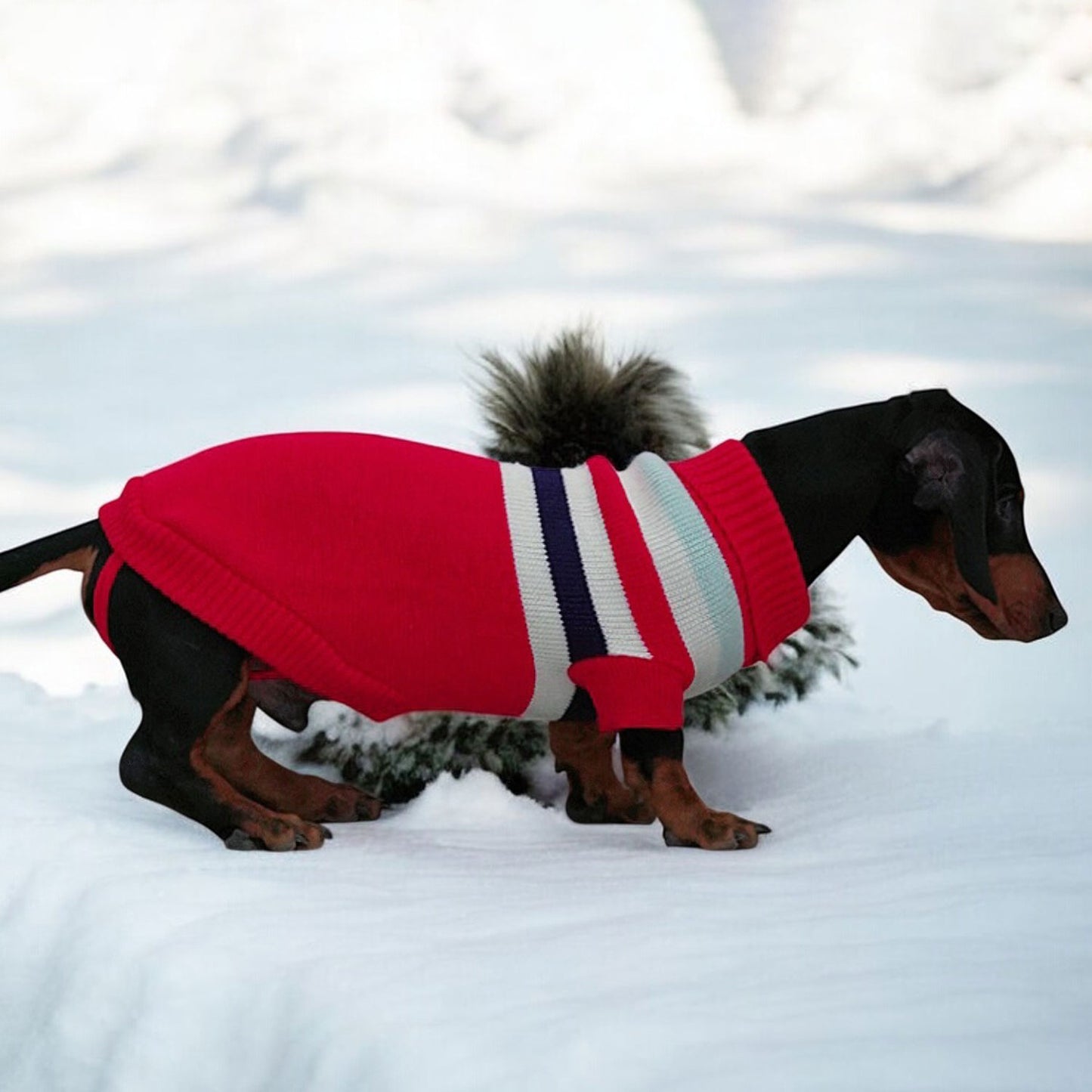 www.doxie.us-Festive-Dachshund-Christmas-Sweater