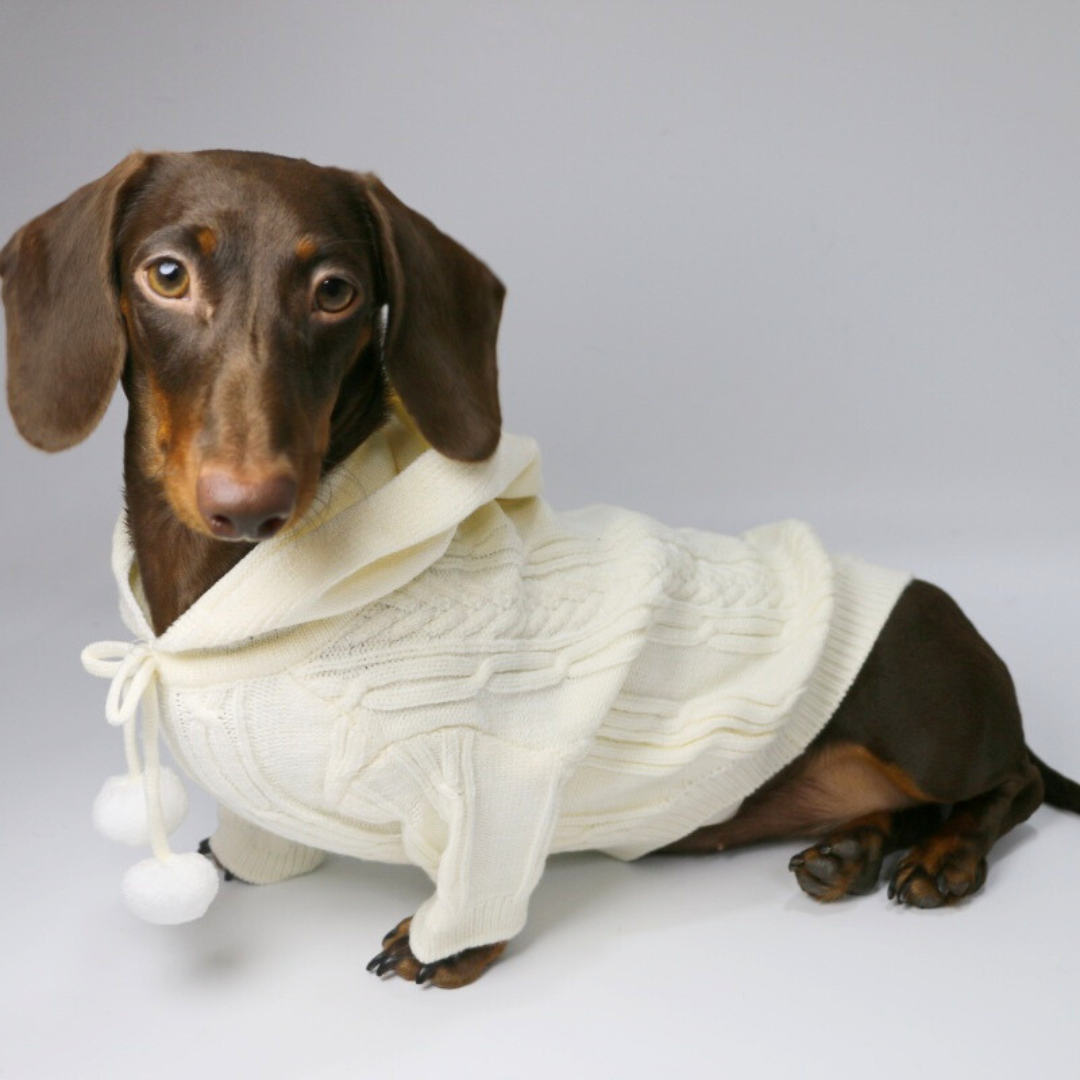 www.doxie.us-HoodPup-Dachshund-Two-Legged-Hooded-Sweater