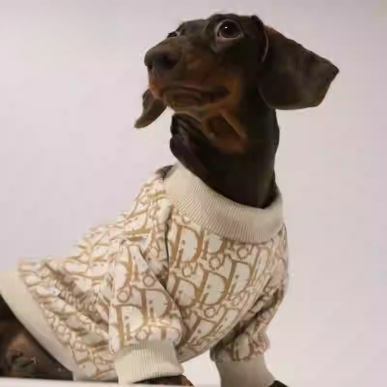 www.doxie.us-Luxurious-Dachshund-Knitted-Sweater