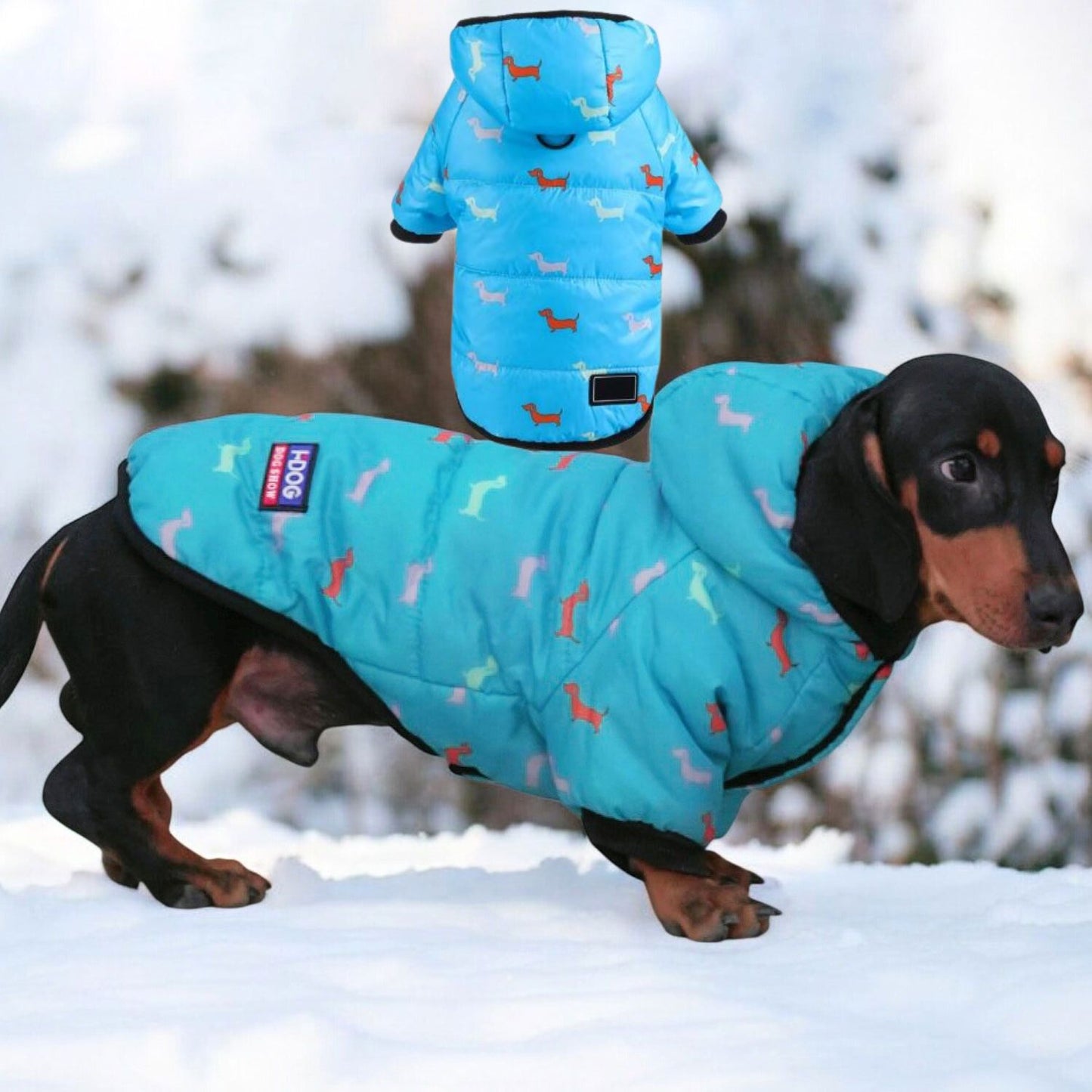 www.doxie.us-Luxurious-Hooded-Dachshund-Coat-blue