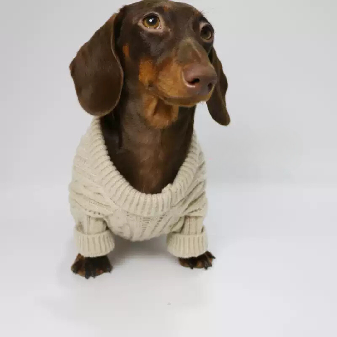 www.doxie.us-Premium-Cable-Knit-Dachshund-Sweater