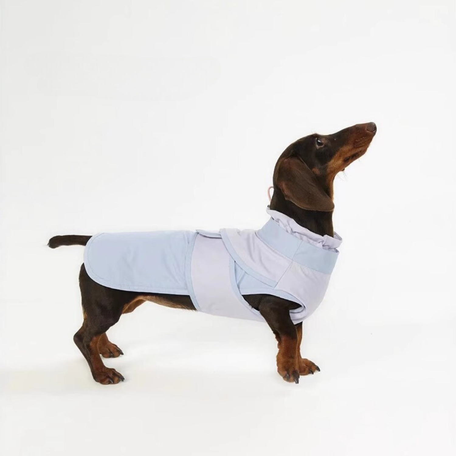 www.doxie.us-Premium-Dachshund-Coat-Lightweight-Pastel-Doxie-Jacket