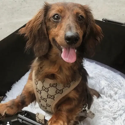 Padded dachshund harness and leash set, view 7
