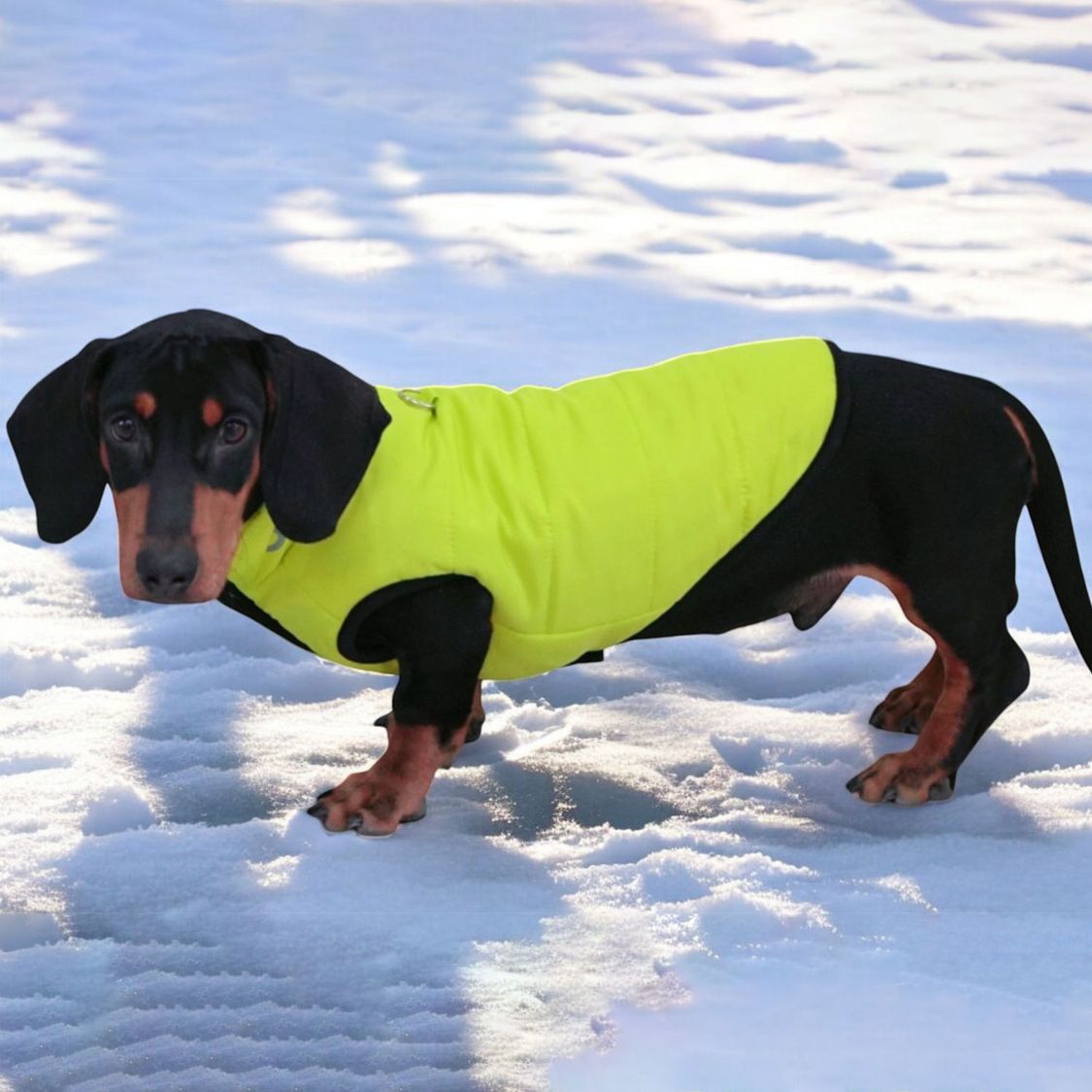 www.doxie.us-Premium-Dachshund-Winter-Jacket-Comfortable-Vest-with-D-Ring-for-Safe-Traction