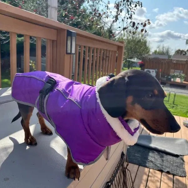 www.doxie.us-Premium-Fleece-Dachshund-Coat