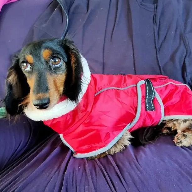 www.doxie.us-Premium-Fleece-Dachshund-Coat