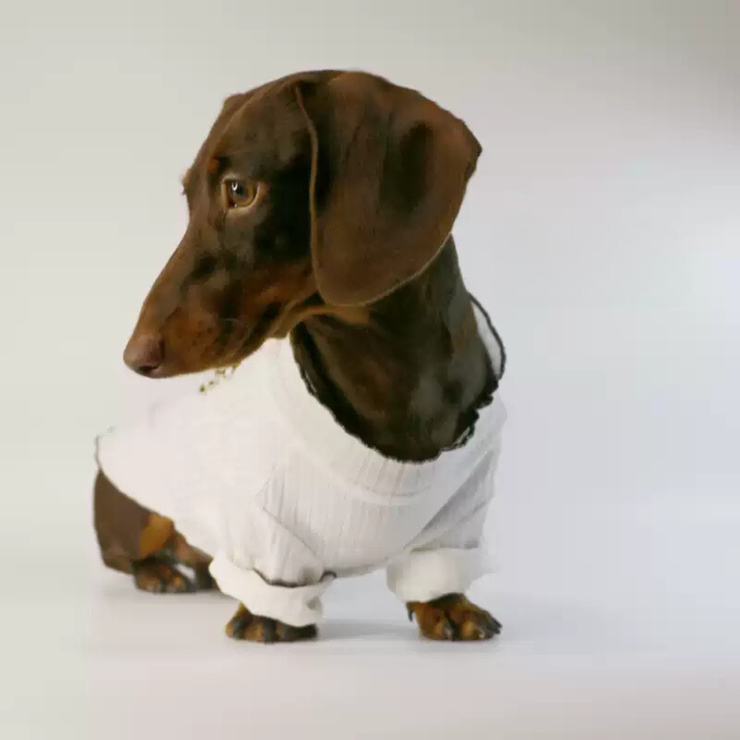 www.doxie.us-Premium-White-Ribbed Sweater-for-Dachshunds