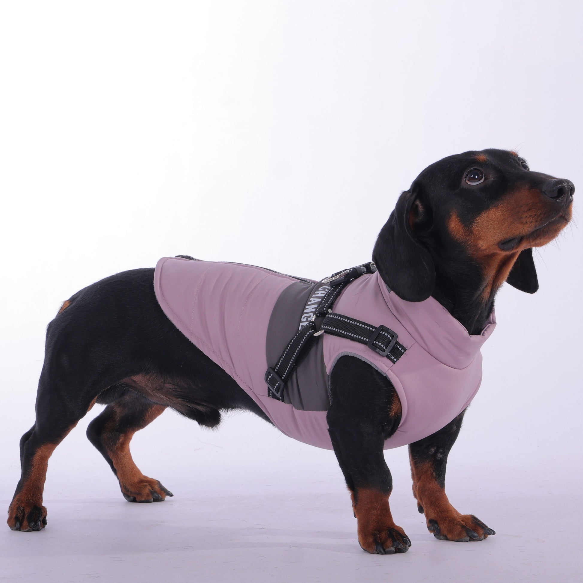 www.doxie.us-PupWrap-Premium-Dachshund-Winter-Jacket-with-Secure-Built-In-Harness