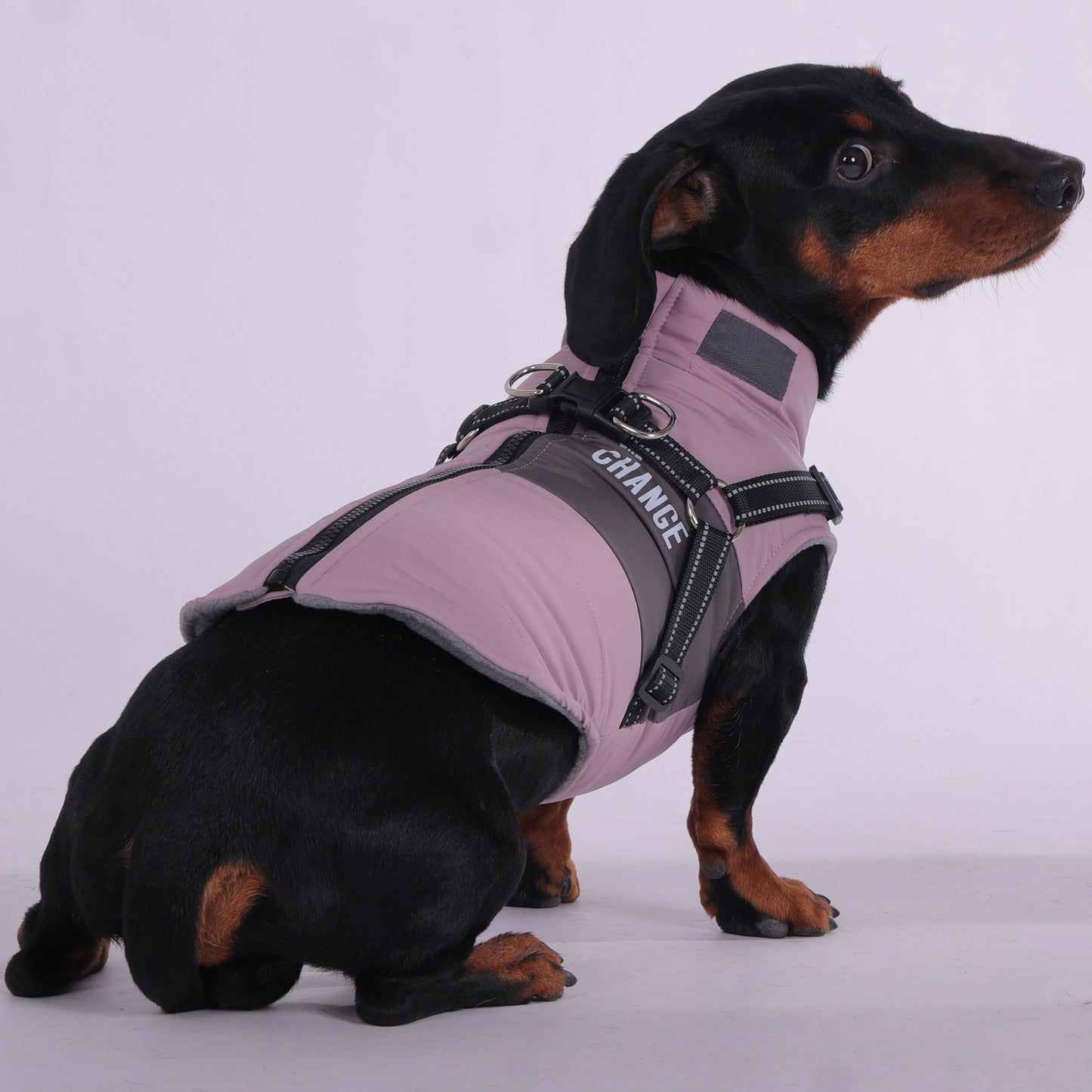 www.doxie.us-PupWrap-Premium-Dachshund-Winter-Jacket-with-Secure-Built-In-Harness