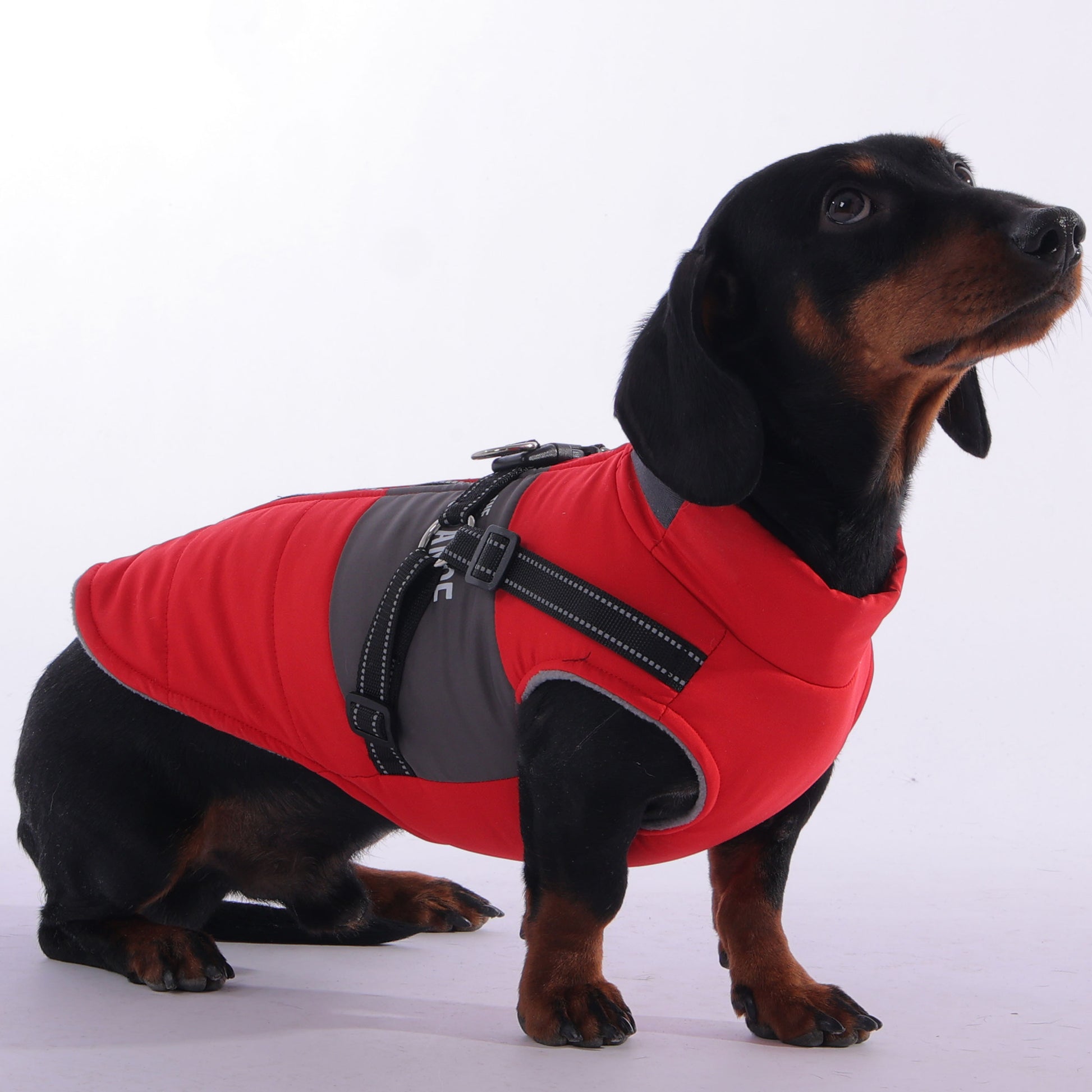 www.doxie.us-SnugDox-Adjustable-Dachshund-Harness-Jacket–Perfect-for-Cold-Weather