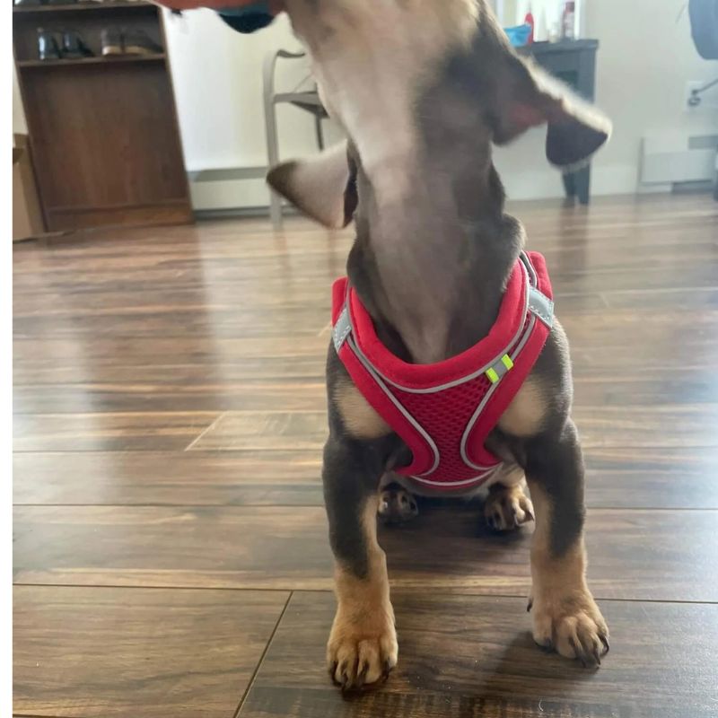 www.doxie.us-TailTribe-Dachshund-Reflective-Harness-and-Leash