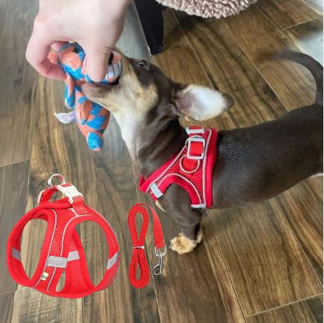 www.doxie.us-TailTribe-Dachshund-Reflective-Harness-and-Leash