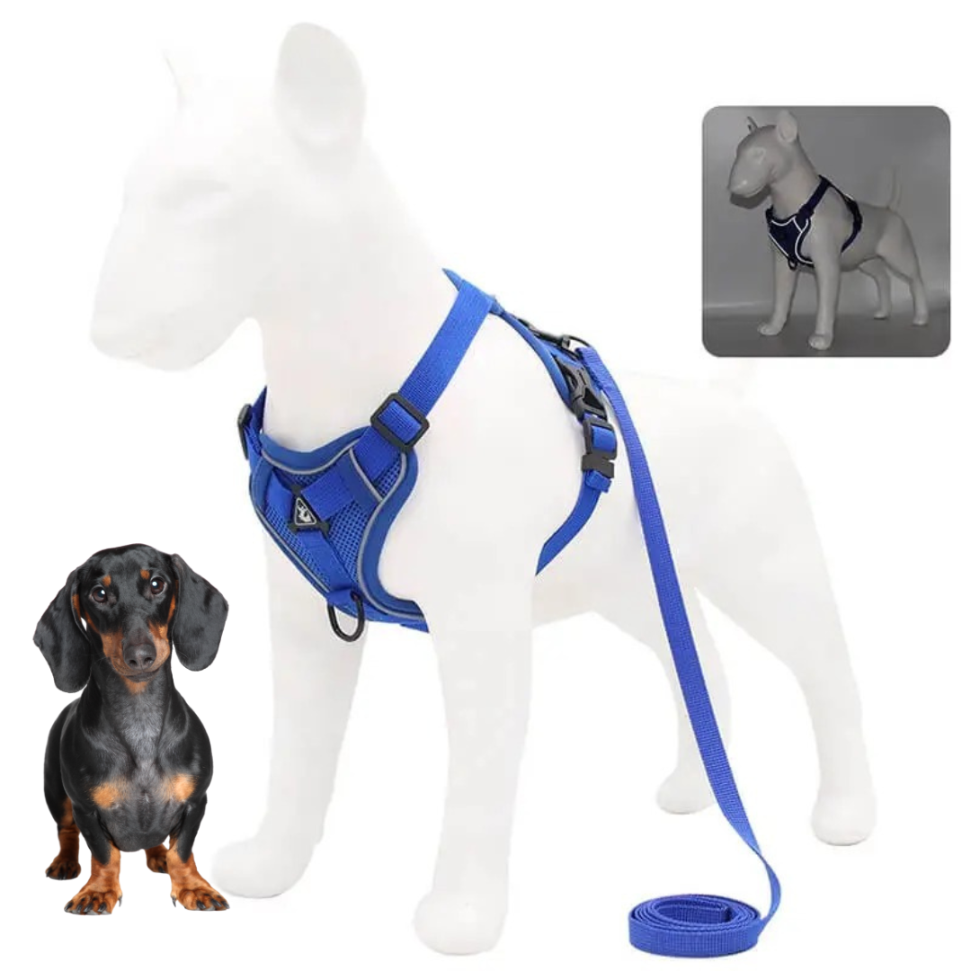 www.doxie.us-WagFree-No-Pull-Doxie-Harness-and-Leash-Set