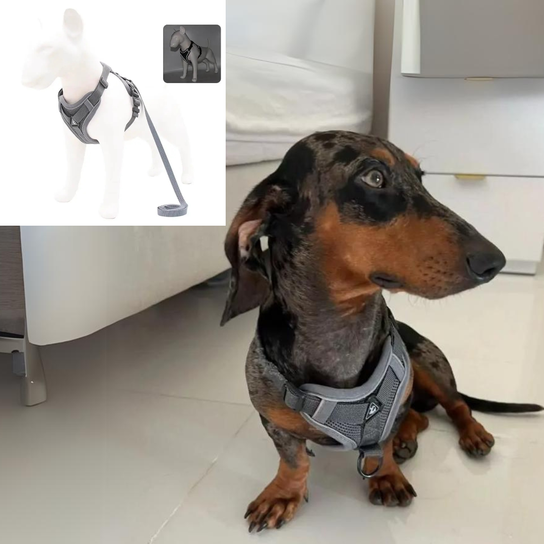 www.doxie.us-WagFree-No-Pull-Doxie-Harness-and-Leash-Set