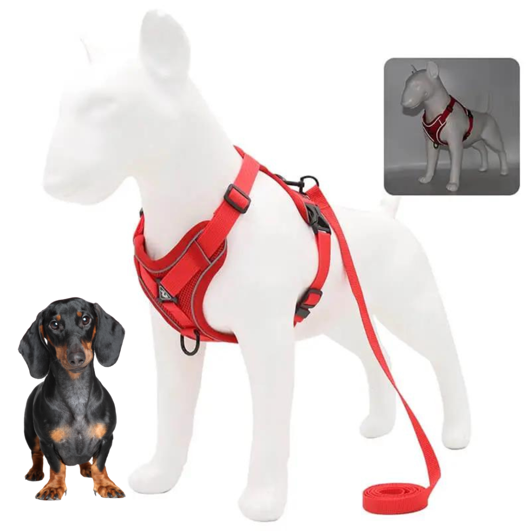 www.doxie.us-WagFree-No-Pull-Doxie-Harness-and-Leash-Set