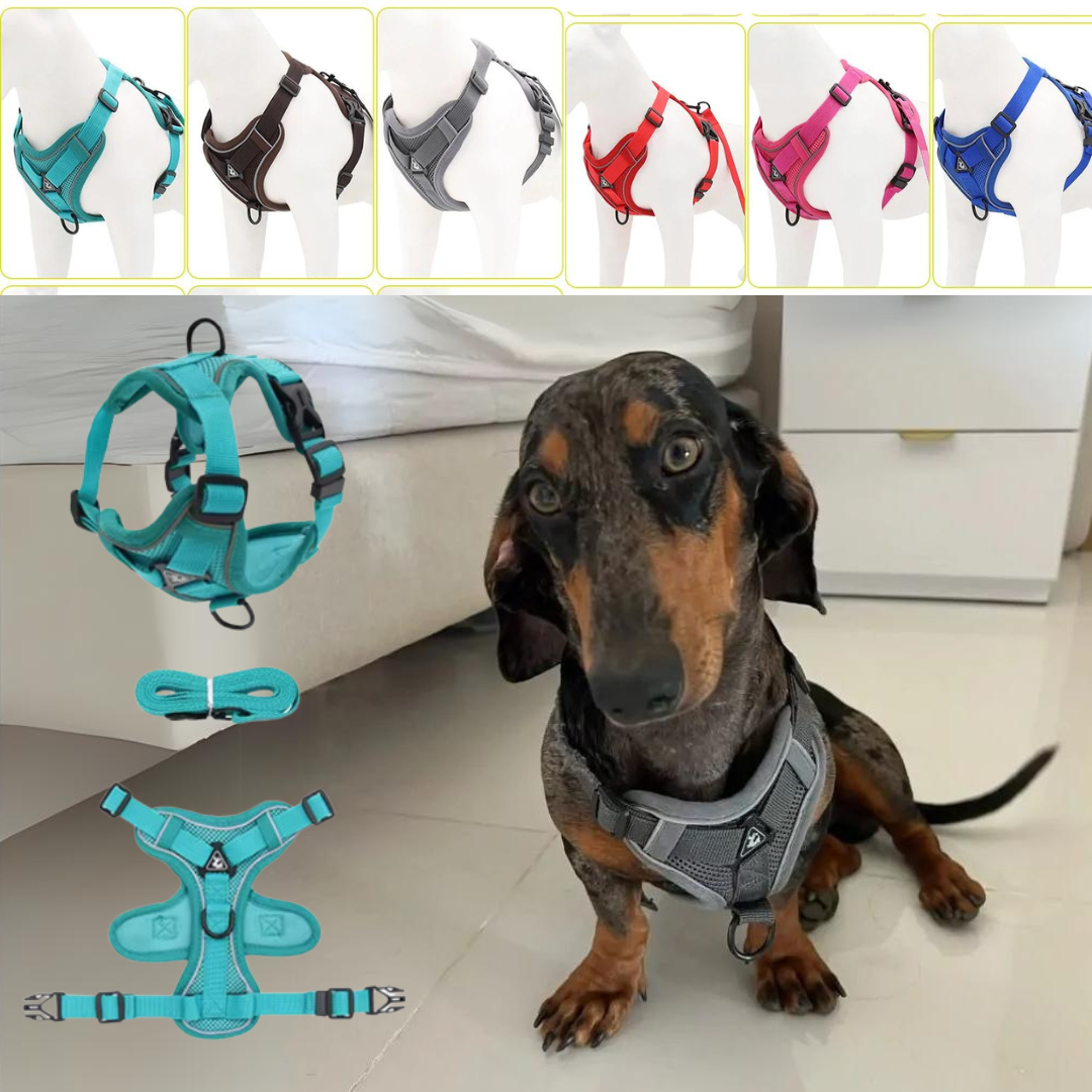 www.doxie.us-WagFree-No-Pull-Doxie-Harness-and-Leash-Set