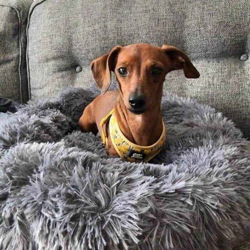 www.doxie.us-WoofLuxe-Dachshund-Donut-Bed