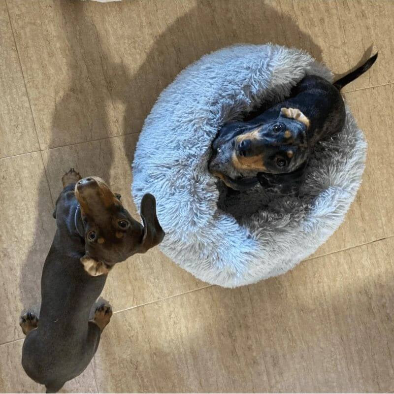 www.doxie.us-WoofLuxe-Dachshund-Donut-Bed