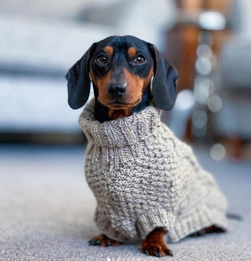 Suéter de invierno de punto Dachshund