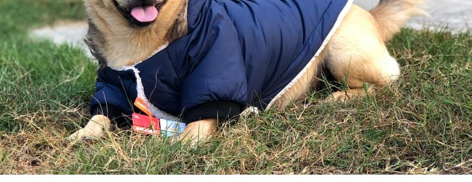 Abrigo de invierno Dachshund para invierno extremo