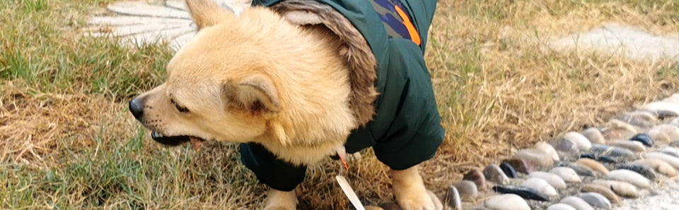 Abrigo de invierno Dachshund para invierno extremo