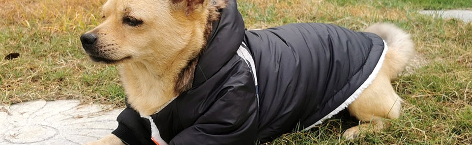 Abrigo de invierno Dachshund para invierno extremo